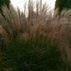 Miscanthus Kleine Fontaine